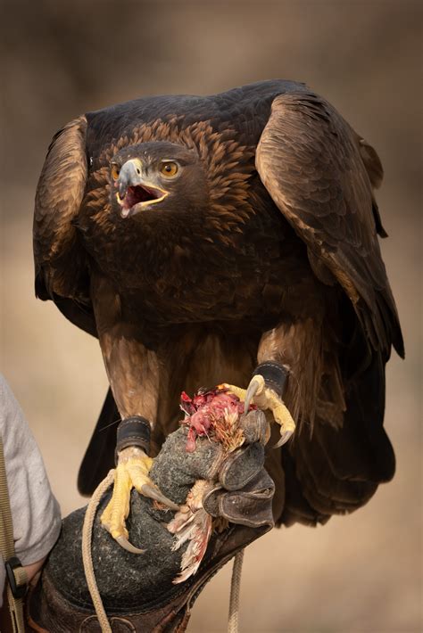 From Obsessed 14 Year Old To Masterclass Falconer — Golden Eagle Audubon