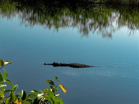 O Voir Les Alligators L Tat Sauvage En Floride Lieux De