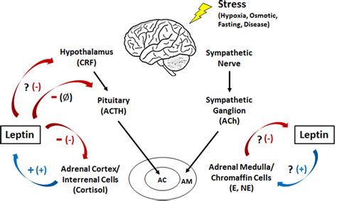 Frontiers Assessing The Functional Role Of Leptin In Energy