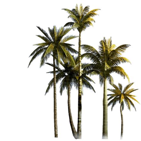 Palm Trees Bb2 Summer Palmiers Palmera Tropicalplant Tropics Beachdeco Plage