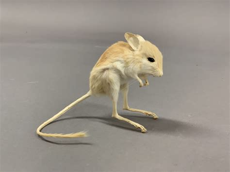 Une Discovery 🐁 Our Mystery Animal Is The Fawn Hopping Mouse