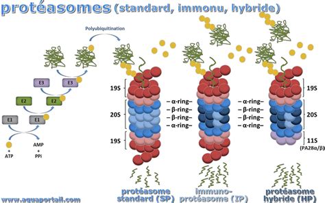 Protéasome Définition Et Explications