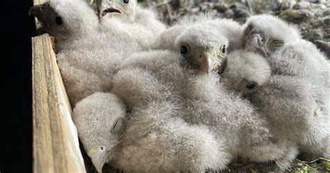 Ain Six faucons crécerelles sont nés dans un grenier à Cessy