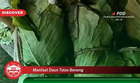 Kamu Wajib Tahu Inilah Manfaat Daun Talas Beneng Yang Bikin Penasaran