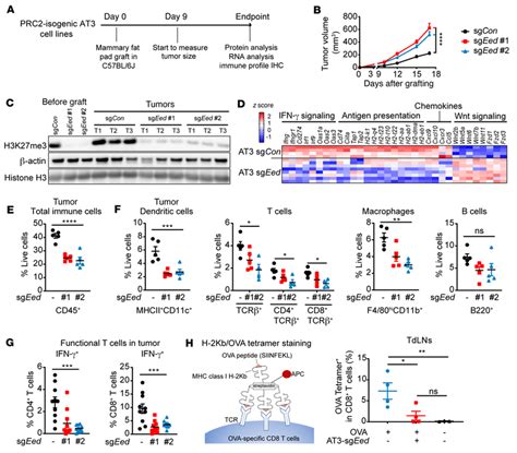 Prc Loss Leads To An Antigen Presentation Defect And Recapitulates The