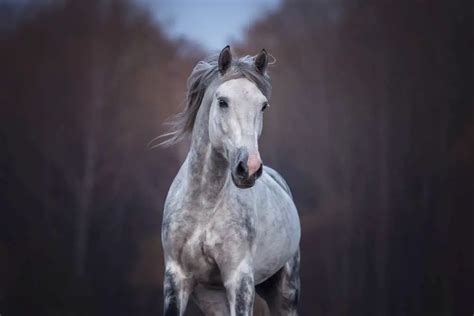 210 Names For A Grey Horse: FREE Name Game!