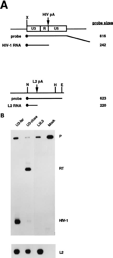 S1 Nuclease Analysis Of Cytoplasmic Steady State Poly A ϩ Rna A Download Scientific Diagram