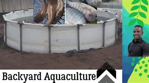 How To Start Commercial Backyard Fish Farming The Wontesty Story Youtube