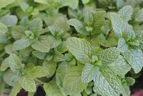 Spice Aromatic Mentha Piperita Free Photo On Pixabay Pixabay