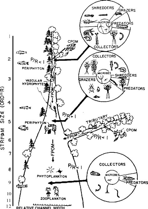 Pdf The River Continuum Concept Semantic Scholar