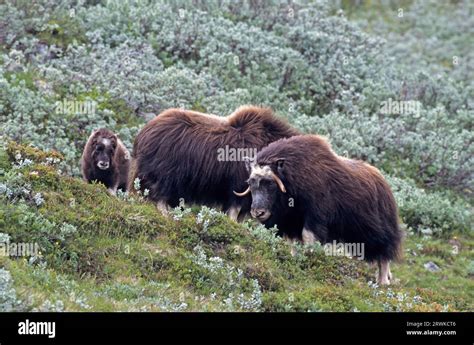 Musk Oxen Ovibos Moschatus Calf Standing In The Summerly Tundra Musk