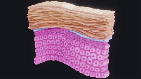 Epidermis Cross Section Buy Royalty Free 3d Model By Zames1992