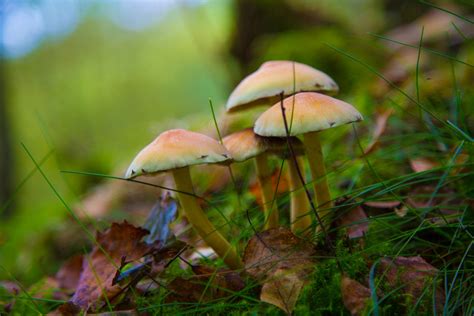 Mushroom Free Stock Photo Public Domain Pictures