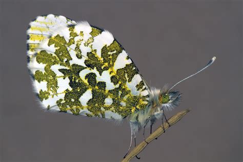 The Life Cycle Of The Orange Tip Butterfly Gloucestershire Butterflies