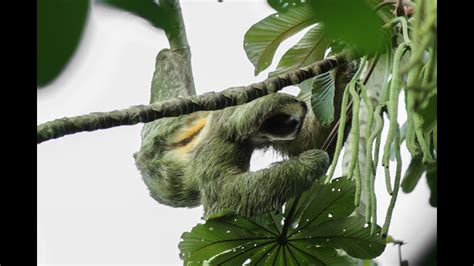 Sloth Tour La Fortuna Sloth Adventure Youtube