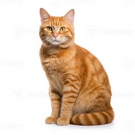 A Cute And Beautiful Orange Tabby Cat With Curious Eyes Sits On The