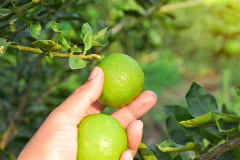 Where Do Limes Grow Best Gardeneco