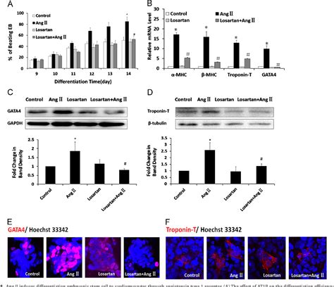 Figure 4 From Angiotensin II Promotes Cardiac Differentiation Of