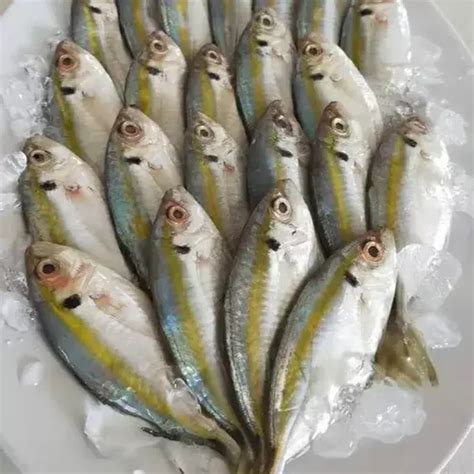 Ikan Selar Segar