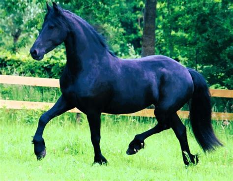 Nina Friesian Horse For Sale