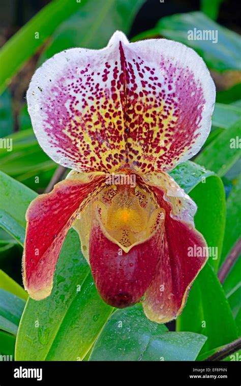 Paphiopedilum Spp Hi Res Stock Photography And Images Alamy