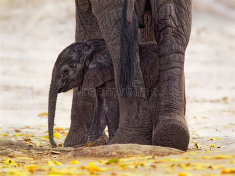 African Bush Elephant Loxodonta Africana Small Baby Elephant With Its