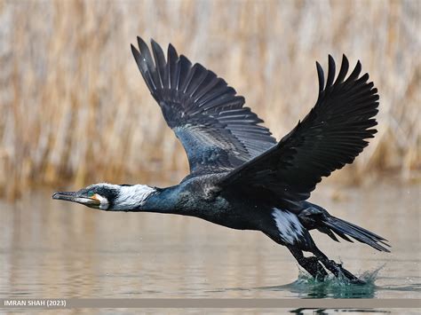 Great Cormorant Phalacrocorax Carbo Great Cormorant Pha Flickr