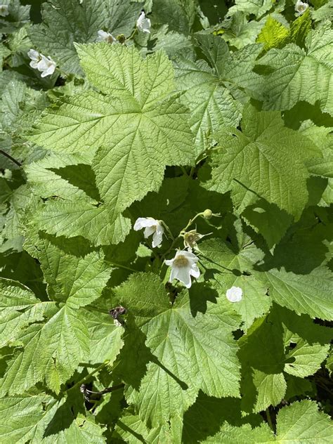 Thimbleberry From Boulder CO US On June 27 2023 At 11 20 AM By