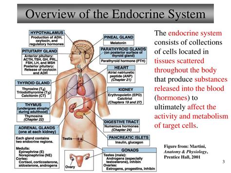 Ppt Chapter 16 Endocrine System Lecture 13 Powerpoint Presentation