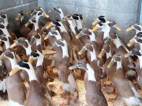 Fawn And White Indian Runner Ducks For Sale In Crickhowell Powys Preloved