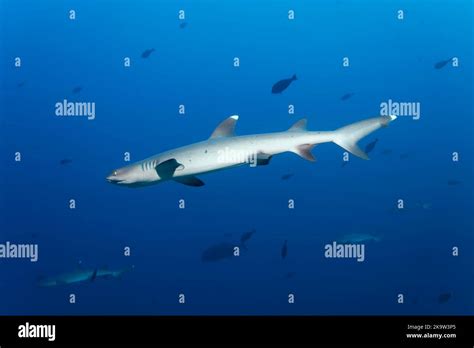 Four Whitetip Reef Sharks Triaenodon Obesus Swimming In The Open Sea