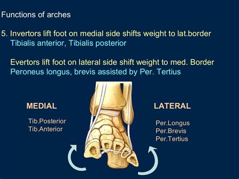 Arches Of Foot