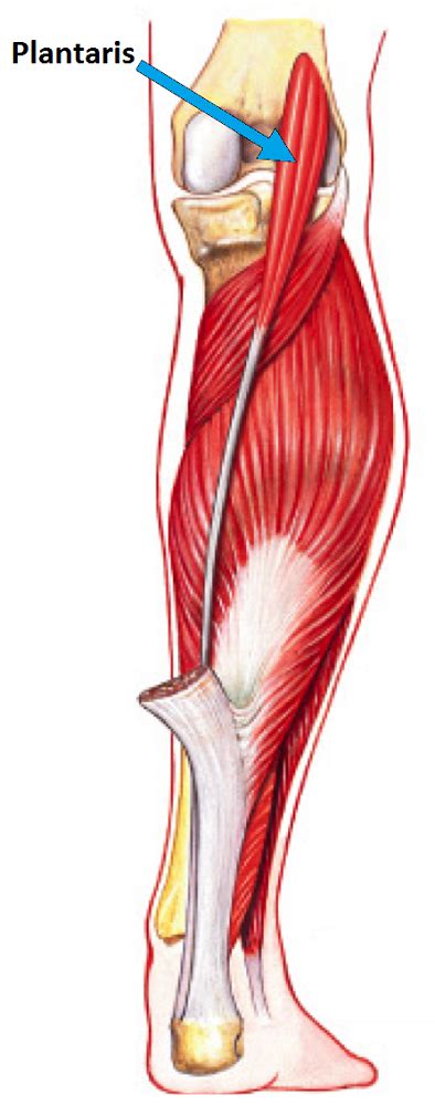 Why Is Ankle Extension Called Plantar Flexion Homework Study