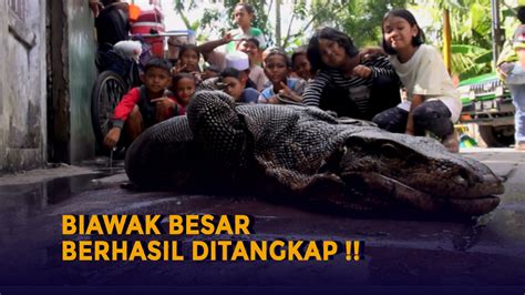 Biawak Besar Sepanjang Meter Berhasil Ditangkap Petugas Damkar