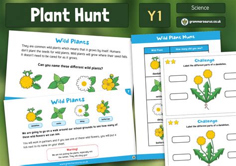 Year Science Plants Plant Hunt Lesson Grammarsaurus