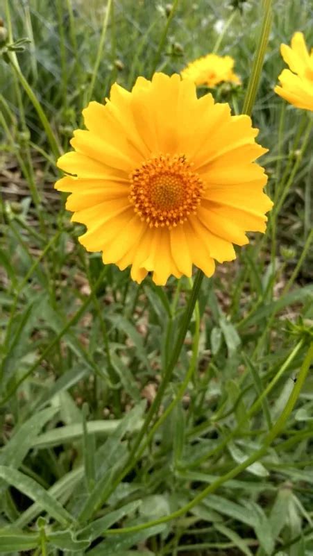 El Coreopsis M S Que Una Planta De Jard N