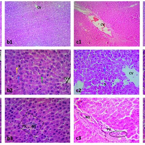 Photomicrographs Showing The Effect Of Paeonol On Rat Liver Tissues