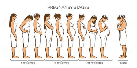Etapas Del Embarazo De Las Mujeres Ilustración Del Vector Ilustración De Demostraciones Madre