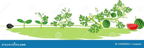 Life Cycle Of Watermelon Plant Stages Of Watermelon Growth From Seed