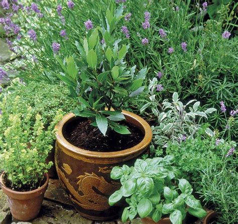 Laurel En Macetas C Mo Cultivar Y Cuidar Esta Planta Arom Tica En