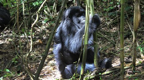 Climbing Over Rocks Holding On To Vines And Then At Last Gorillas