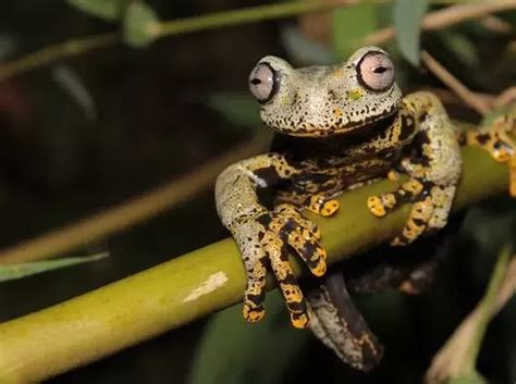 berita  informasi jenis jenis katak terkini  terbaru hari