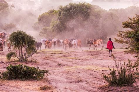 Cattle: The Center of Maasai Life | Adumu Impact