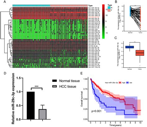 MiR 29c Is Down Regulated In Hepatocellular Carcinoma And