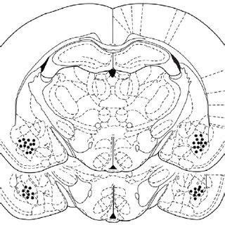 Representative Schematic Drawing Of Cannulae Tips Positions In The