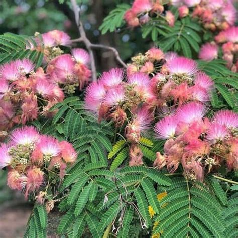 60 Seeds Albizia Julibrissin Pink Mimosa Persian Silk Tree Etsy