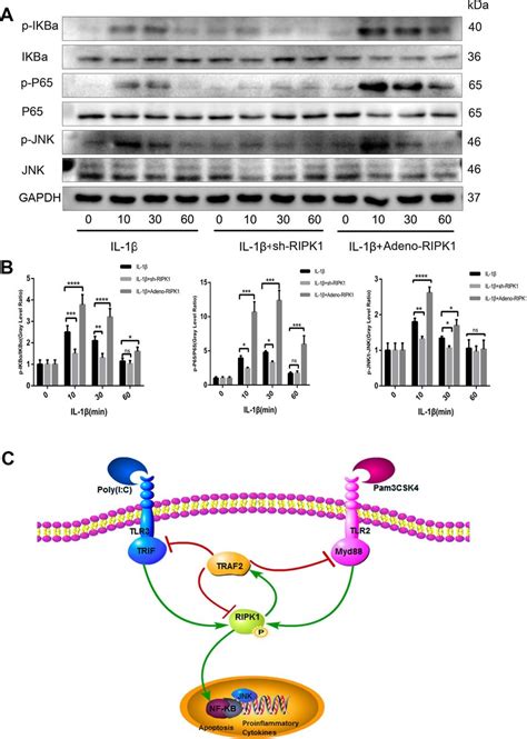 C Jun N Terminal Kinase Jnk And Nuclear Factor κb Nf κb Are Download Scientific Diagram