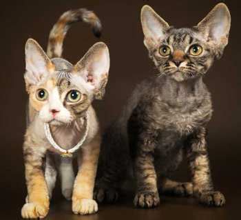Кошка Девон Рекс фото и цена породы Devon Rex