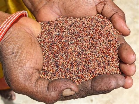 Millets Make Sense For Indias PDS TCI