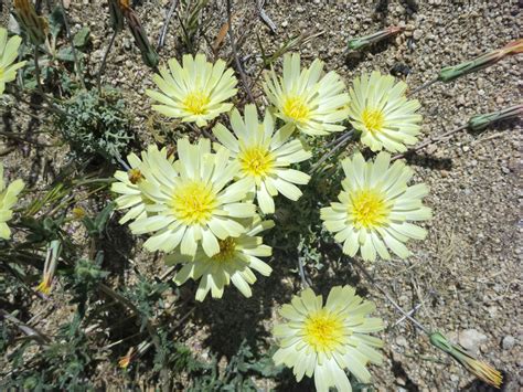 30 Mojave Desert Wildflowers Anisocoma Acaulis